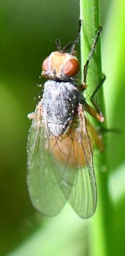 Réf. 278 369 : Pegomya sp.